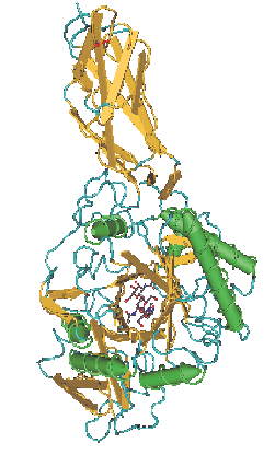 4. DISKUSSION 121 Abb. 49: 3D-Struktur der Chitinase A aus S. marcescens Im kreisförmigen TIM-Barrel im Zentrum des Enzyms ist der Inhibitor Allosamidin dargestellt (PAPANIKOLOU et al., 2001).