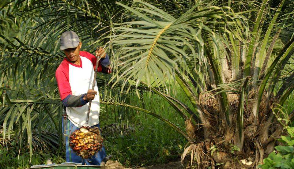 Palmöl & Palmkernöl Palmöl wird aus dem Fruchtfleisch der Palmfrüchte gewonnen und verwendet als Rohstoff für: Margarine,