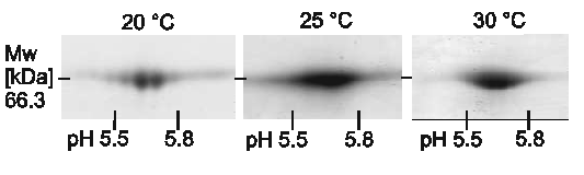 5.Präzision der -DE Abbildung 5-: BSA-Auftrennung in Abhängigkeit von der Temperatur während der IEF. Die Auflösung verschlechtert sich mit der Temperaturerhöhung. 5..3 Konformer- und Komplexbildung Oft kann mittels MS kein Unterschied zwischen den einzelnen Spots einer Serie, die Ladungsheterogenität aufweist, festgestellt werden.
