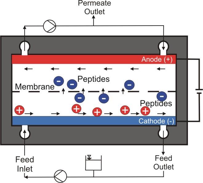 Trennprinzip Bild 6: Trennprinzip einer CFEMF mit Anode auf der Permeat-Seite zur Trennung von negativ geladenen Peptiden Bild 7: Einfluss des elektrischen