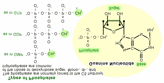 Biochemische Reaktionen in Signaltransduktion A-B. Der G-Protein-Rezeptor wird durch Bindung des Liganden aktiviert.