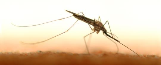 ? Malaria Anopheles