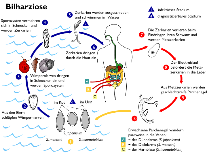 Bilharziose (Schistosomiasis) https://commons.wikimedia.org/wi ki/file:bilharziose_kreislauf.svg#/m edia/file:bilharziose_kreislauf.