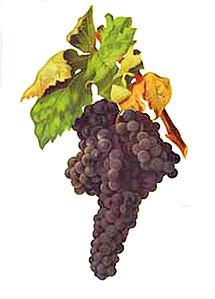 Die Weine sind fruchtbetont, ausdrucksstark und gefallen mit einer perfekter Balance und grossartiger Eleganz. Kurz gesagt: Premium Rioja mit moderner Stilistik.