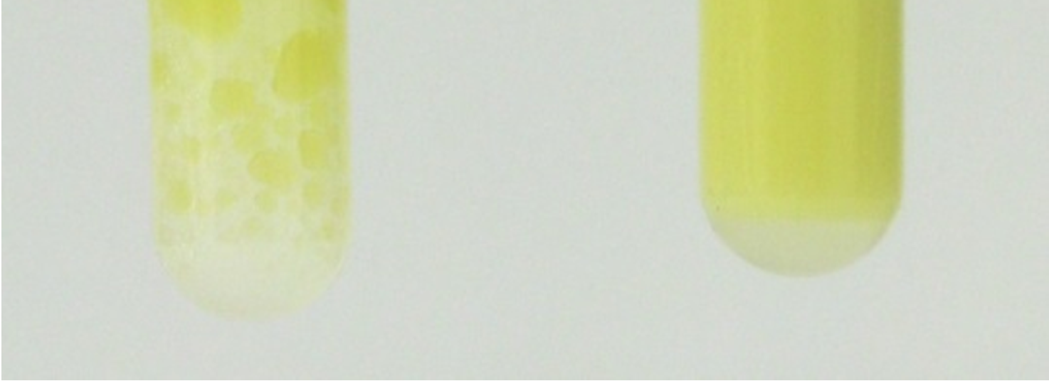 Beobachtung: Wasser und Öl bilden getrennte Phasen, wobei das Öl in der oberen, gelben Phase vorliegt und das Wasser in der unteren klaren Phase (siehe Abb. 5 links (1)).