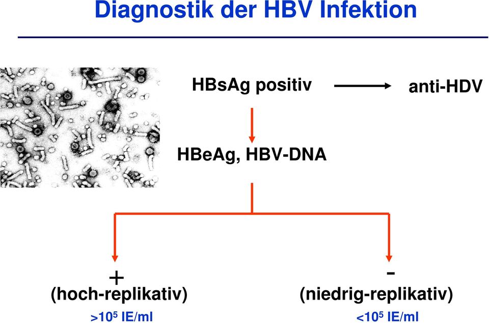 HBV-DNA + - (hoch-replikativ)