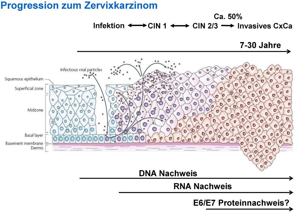 Invasives CxCa 7-30 Jahre DNA