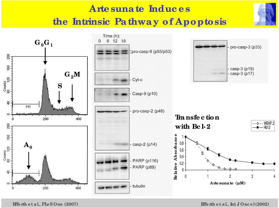 Transfection of BCL-2 Relative Absorbance 1 0,8 0,6 0,4 0,2 0 0 1 2 3 4