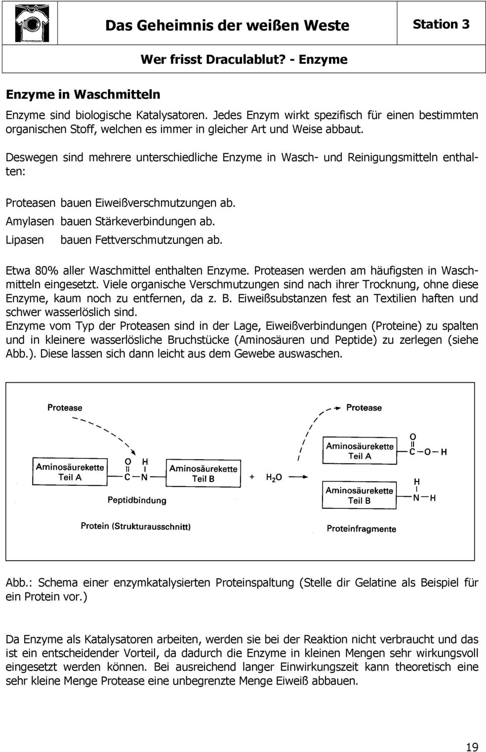 Deswegen sind mehrere unterschiedliche Enzyme in Wasch- und Reinigungsmitteln enthalten: Proteasen bauen Eiweißverschmutzungen ab. Amylasen bauen Stärkeverbindungen ab.