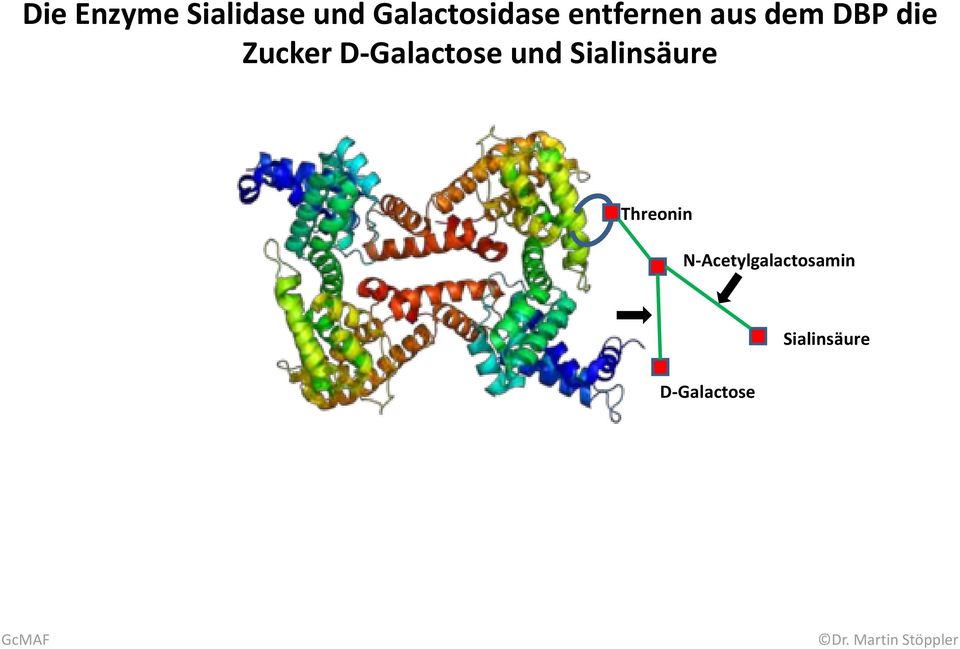 D-Galactose und Sialinsäure Threonin