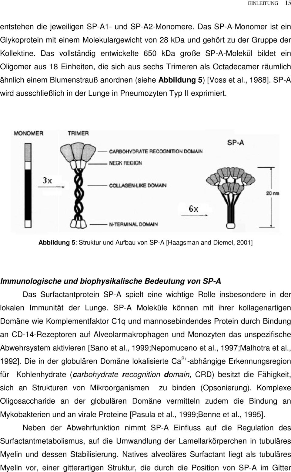 5) [Voss et al., 1988]. SP-A wird ausschließlich in der Lunge in Pneumozyten Typ II exprimiert.