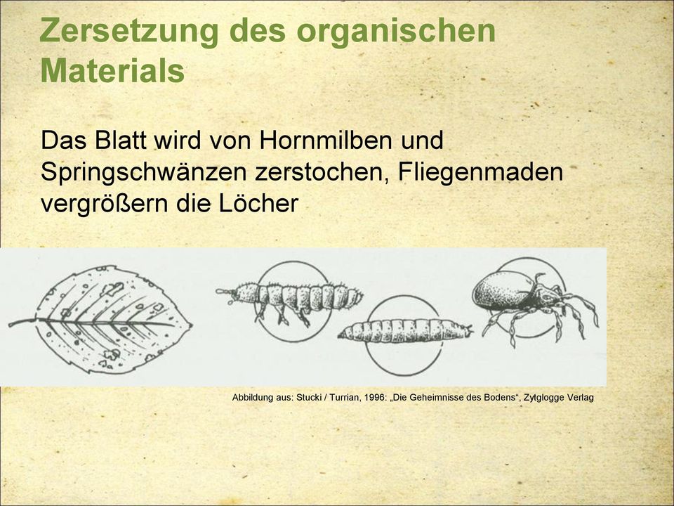 Fliegenmaden vergrößern die Löcher Abbildung aus: