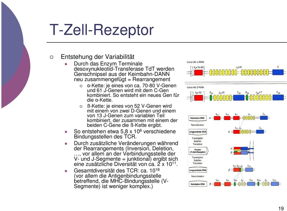 ß-Kette: je eines von 52 V-Genen wird mit einem von zwei D-Genen und einem von 13 J-Genen zum variablen Teil kombiniert, der zusammen mit einem der beiden C-Gene die ß-Kette ergibt.