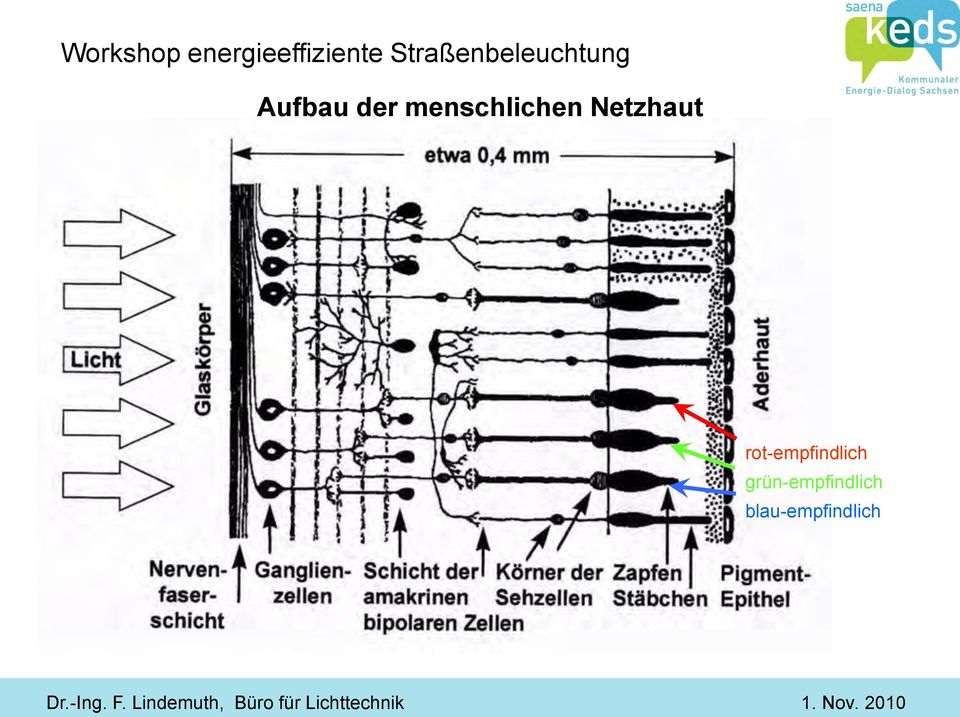 Netzhaut