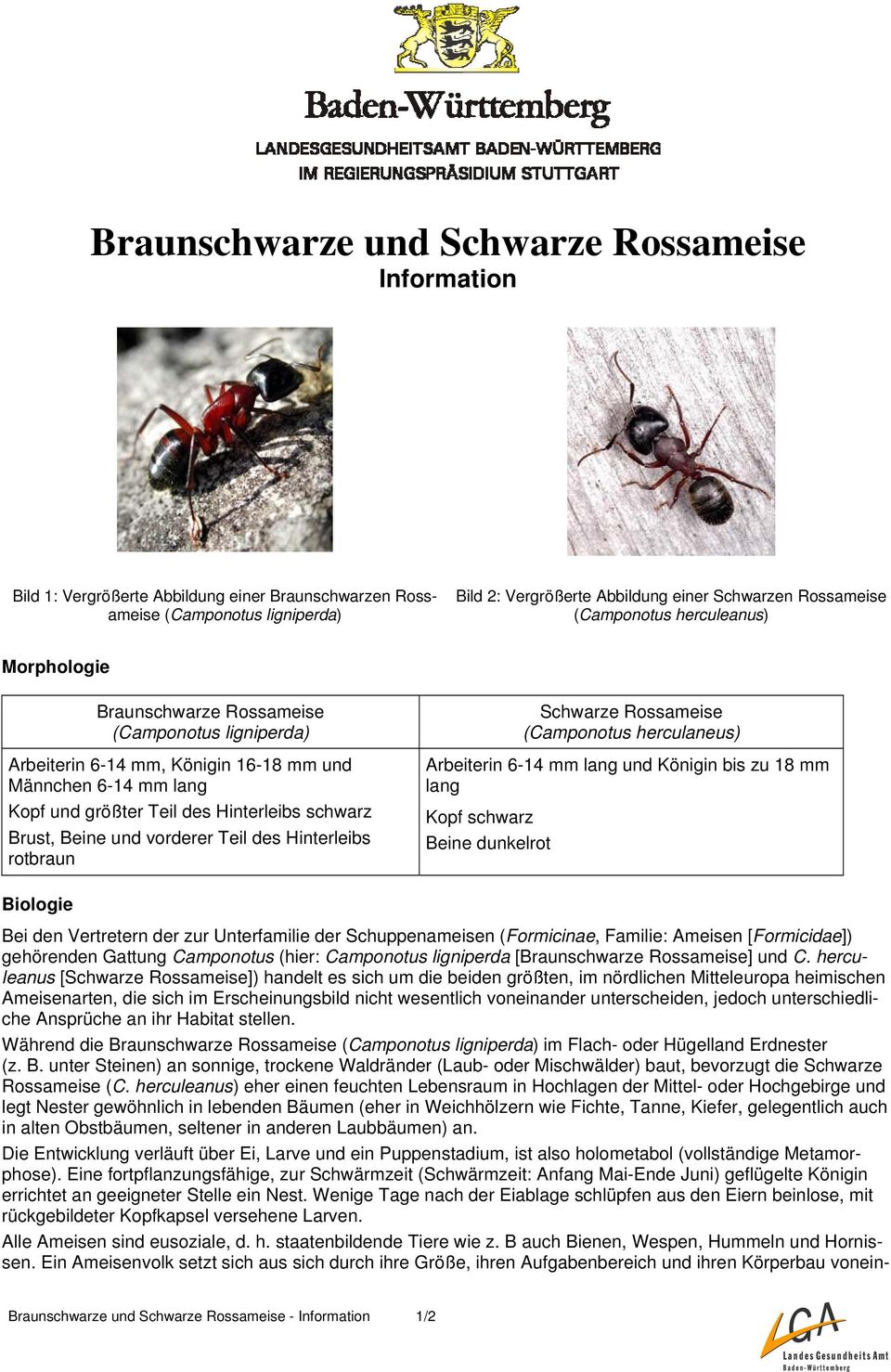 Brust, Beine und vorderer Teil des Hinterleibs rotbraun Schwarze Rossameise (Camponotus herculaneus) Arbeiterin 6-14 mm lang und Königin bis zu 18 mm lang Kopf schwarz Beine dunkelrot Biologie Bei