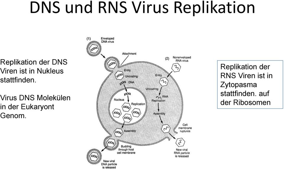 Virus DNS Molekülen in der Eukaryont Genom.