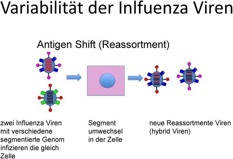 segmentierte Genom infizieren die gleich Zelle Segment