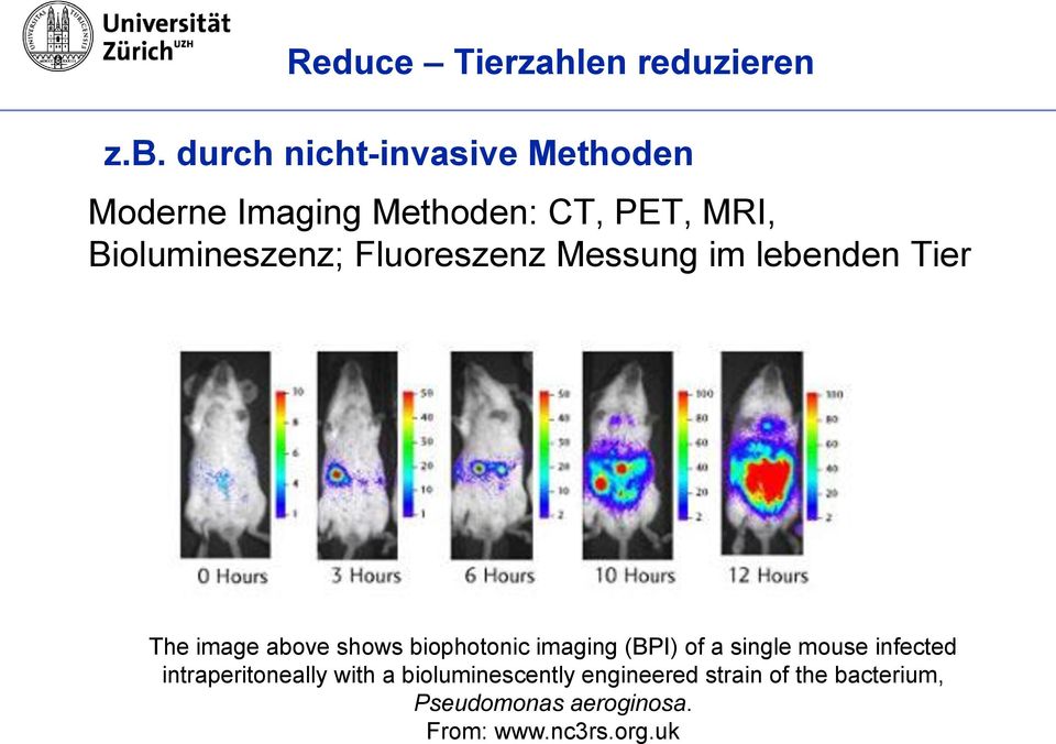 Fluoreszenz Messung im lebenden Tier The image above shows biophotonic imaging (BPI) of