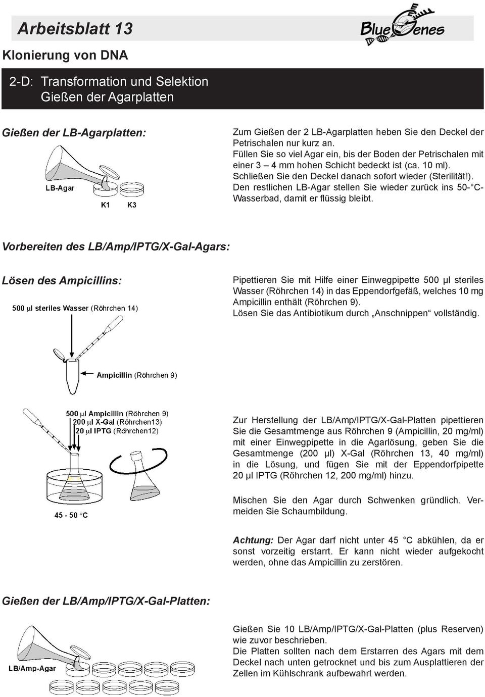 Schließen Sie den Deckel danach sofort wieder (Sterilität!). Den restlichen LB-Agar stellen Sie wieder zurück ins 50- C- Wasserbad, damit er flüssig bleibt.