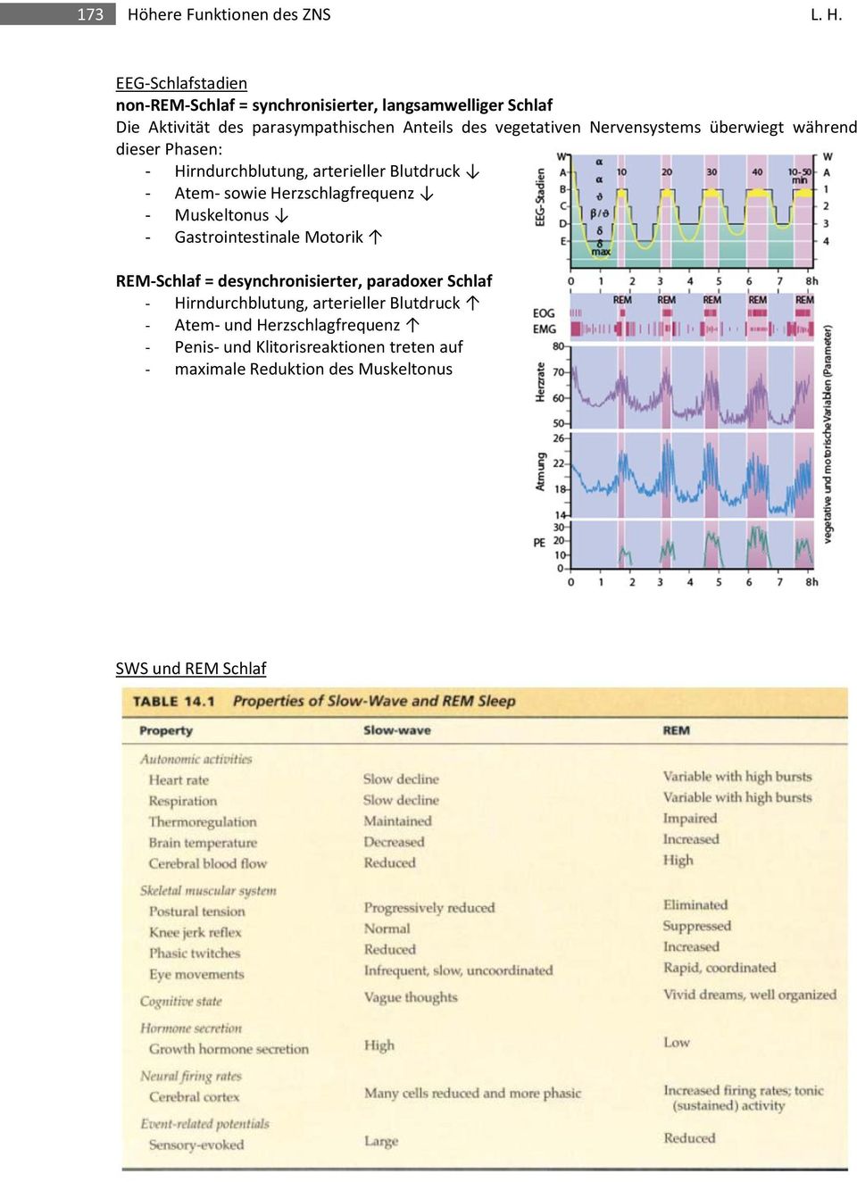 EEG-Schlafstadien non-rem-schlaf = synchronisierter, langsamwelliger Schlaf Die Aktivität des parasympathischen Anteils des vegetativen