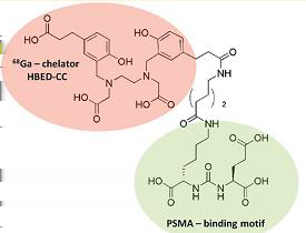 PET beim Prostatakarzinom mit PSMA PSMA: prostate-specific membrane antigen Zelloberflächenprotein mit erhöhter Bildung beim Prostatakarzinom, nahezu nicht