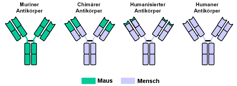 Monoklonale Antikörper Humanisierung «Mausbestandteile» werden durch baugleiche konstante Teile menschlicher Antikörper ersetzt. Chimäre AK : - Rekombinante-DNA-Technologie - ca.