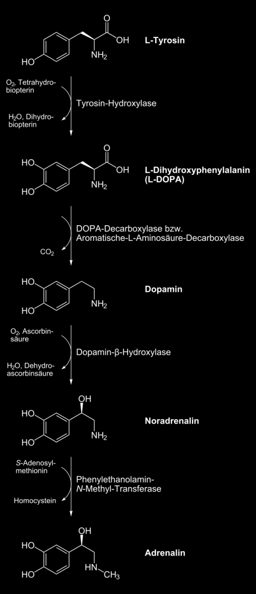 Ablauf der Stressreaktion - Katecholamine Noradrenalin, Adrenalin und Dopamin werden durch die Aktivierung des Sympathikus ausgeschüttet.