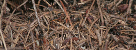 Zusammenleben Die Roten Waldameisen bilden grosse Völker, in denen jedes Tier bestimmte Aufgaben übernimmt. Im Nest dreht sich alles um die grösste Ameise - die Königin.