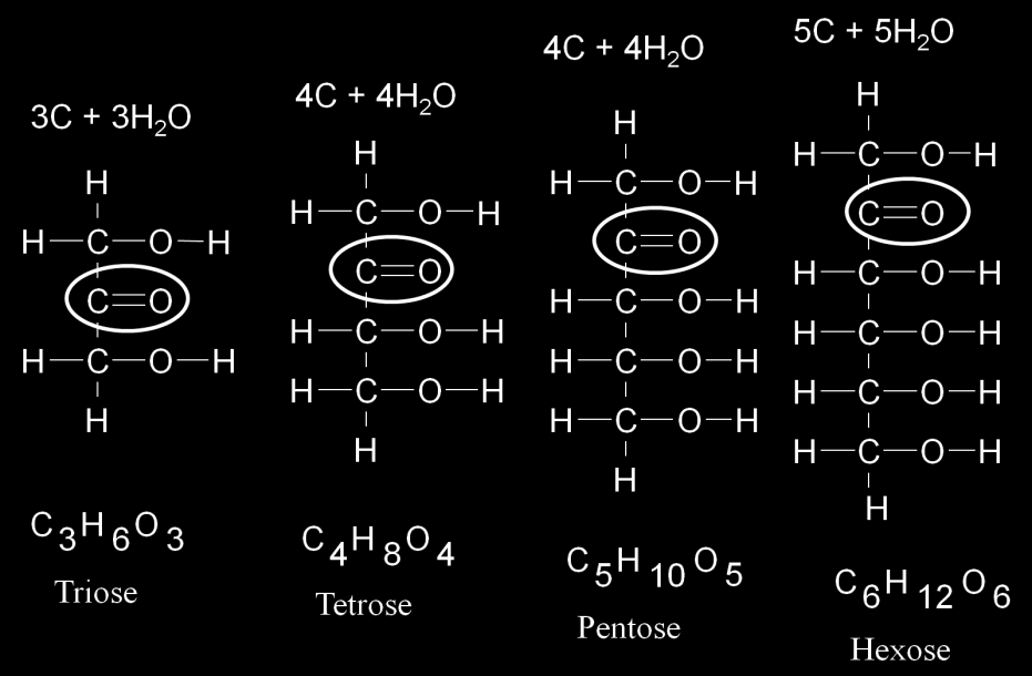 Abbildung 3: Kettenstruktur verschiedener Ketosen Durch das Vorhandensein einer arbonylgruppe ist die Zuckerkette nicht symmetrisch, sondern gerichtet.