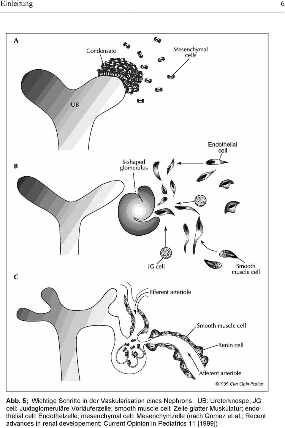 glatter Muskulatur; endothelial cell: Endothelzelle; mesenchymal cell: Mesenchymzelle