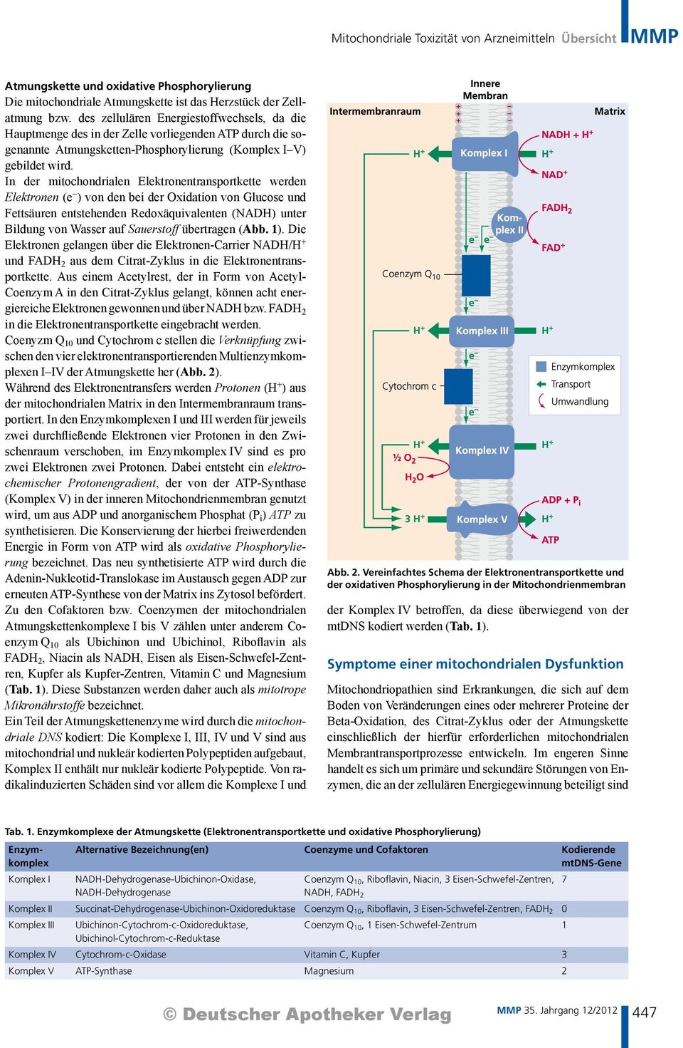 In der mitochondrialen Elektronentransportkette werden Elektronen (e ) von den bei der Oxidation von Glucose und Fettsäuren entstehenden Redoxäquivalenten (NADH) unter Bildung von Wasser auf