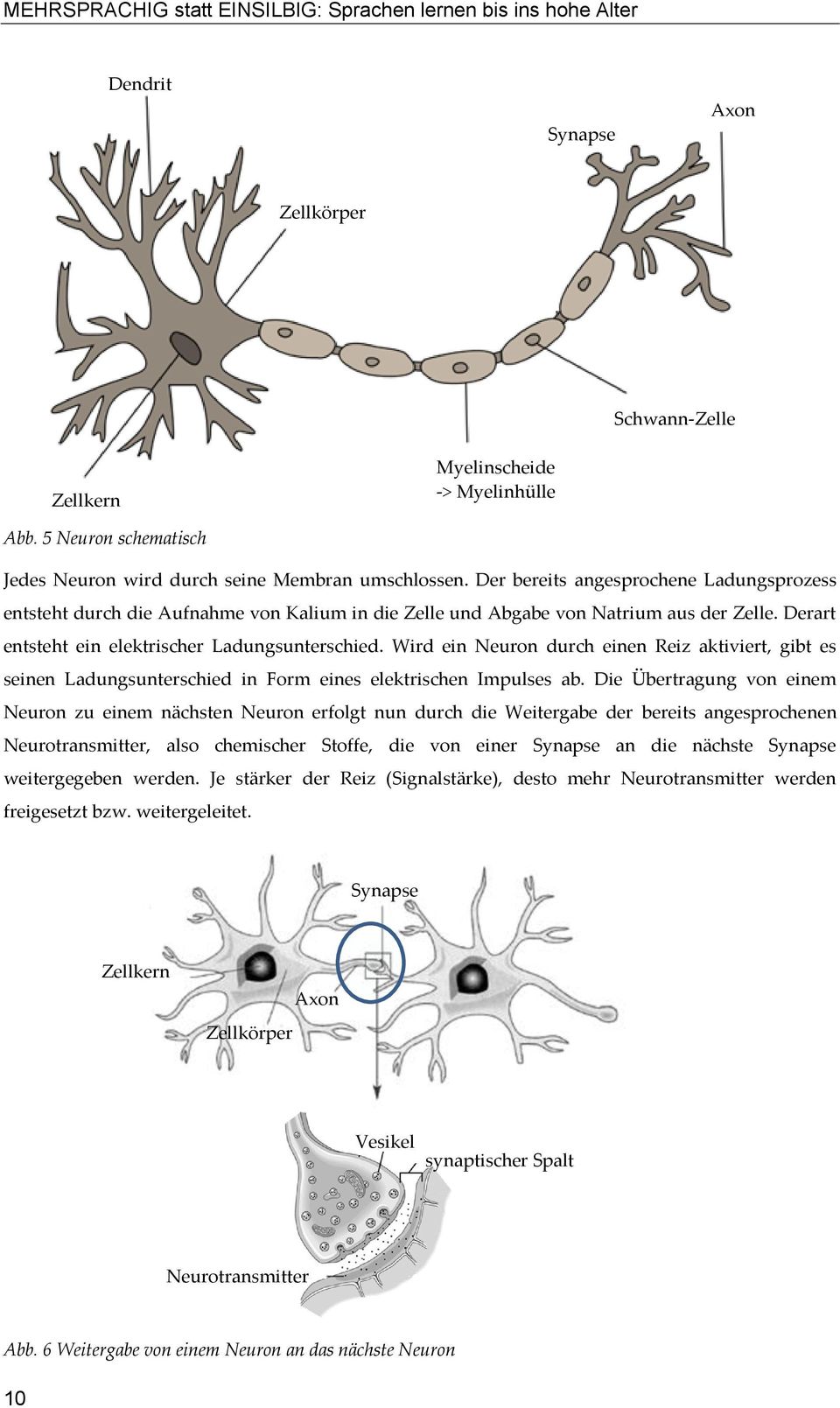 Wird ein Neuron durch einen Reiz aktiviert, gibt es seinen Ladungsunterschied in Form eines elektrischen Impulses ab.