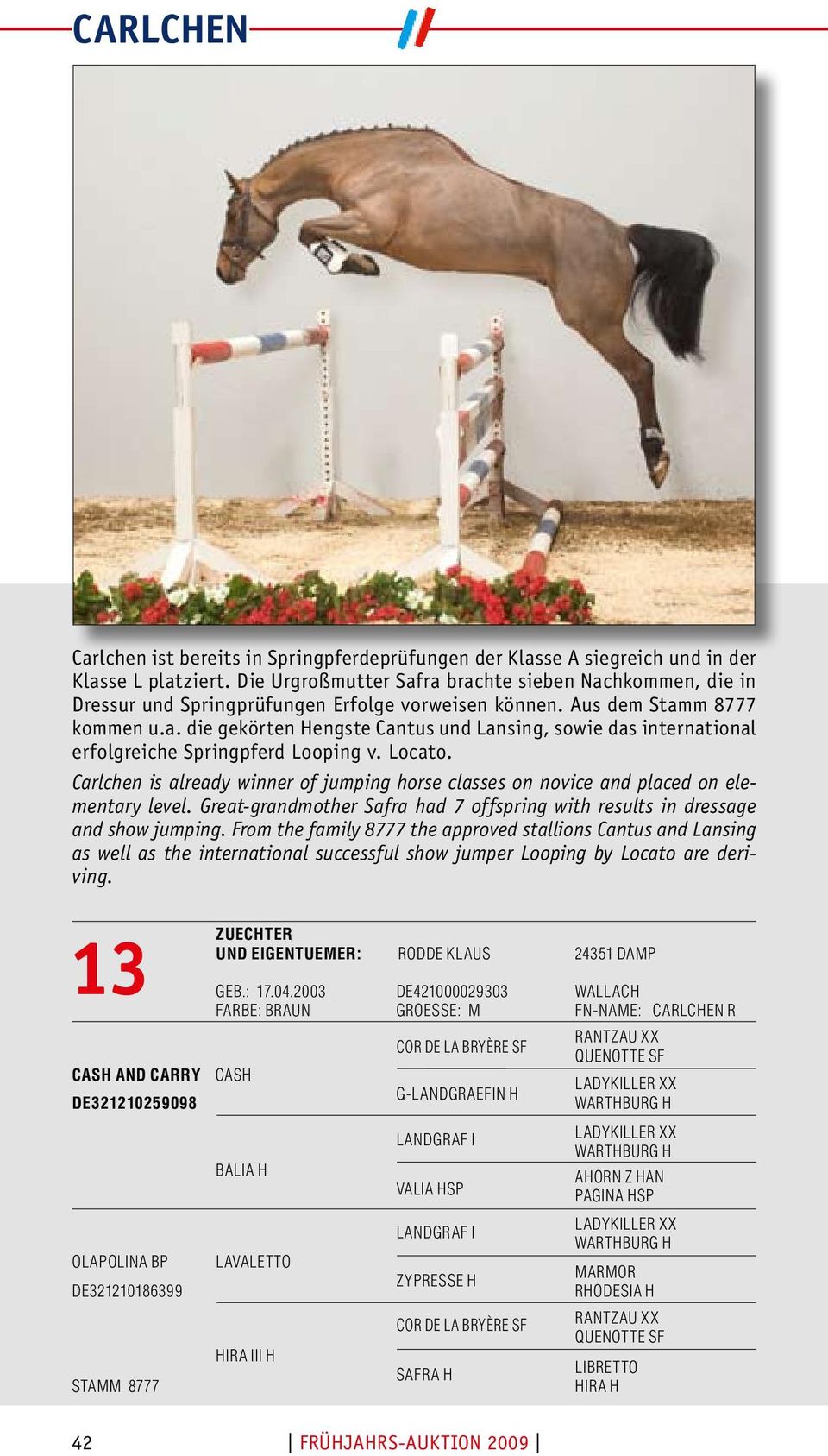 Locato. Carlchen is already winner of jumping horse classes on novice and placed on elementary level. Great-grandmother Safra had 7 offspring with results in dressage and show jumping.
