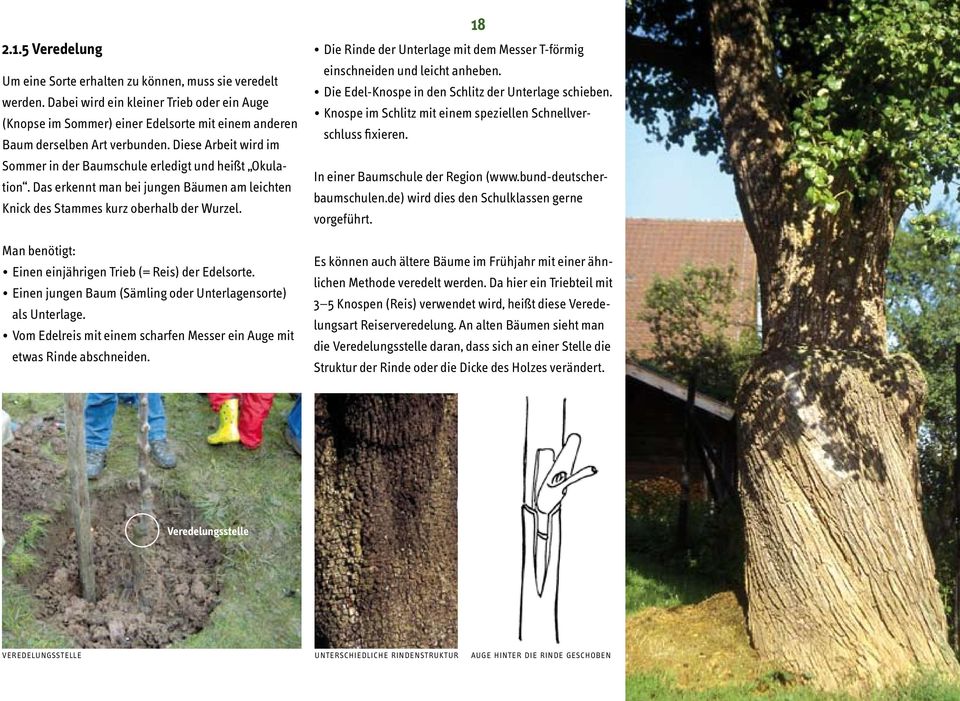 Diese Arbeit wird im Sommer in der Baumschule erledigt und heißt Okulation. Das erkennt man bei jungen Bäumen am leichten Knick des Stammes kurz oberhalb der Wurzel.