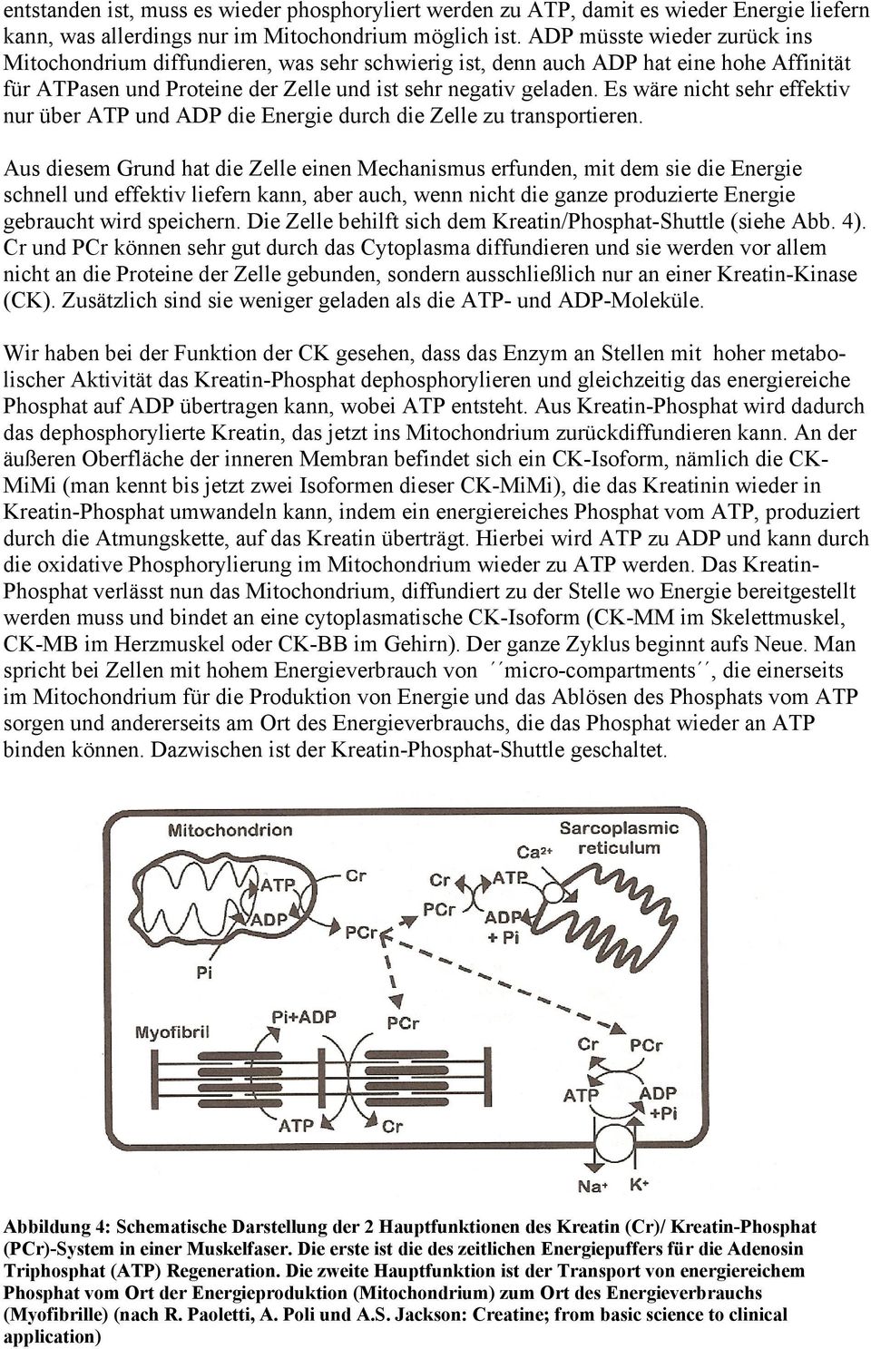 Es wäre nicht sehr effektiv nur über ATP und ADP die Energie durch die Zelle zu transportieren.
