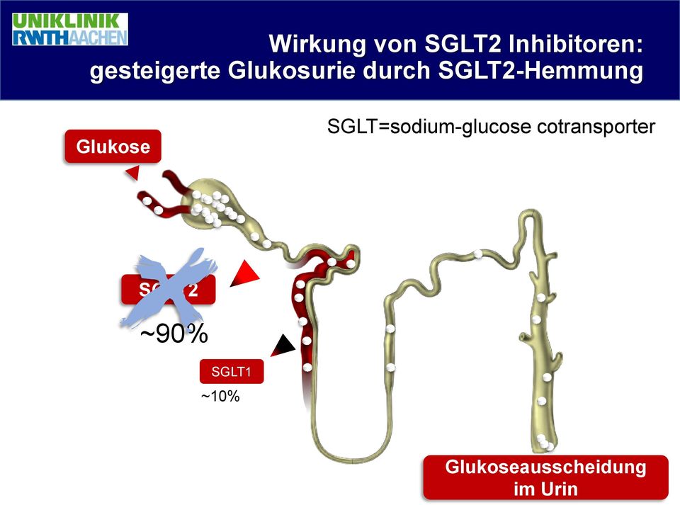 SGLT2-Hemmung Glukose SGLT=sodium-glucose