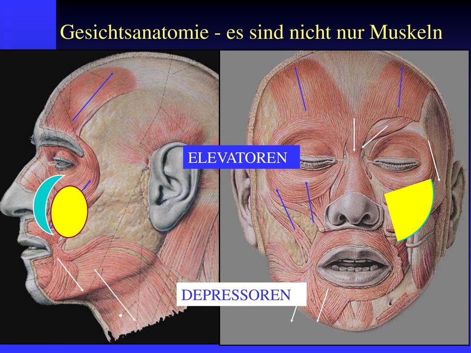 nur Muskeln