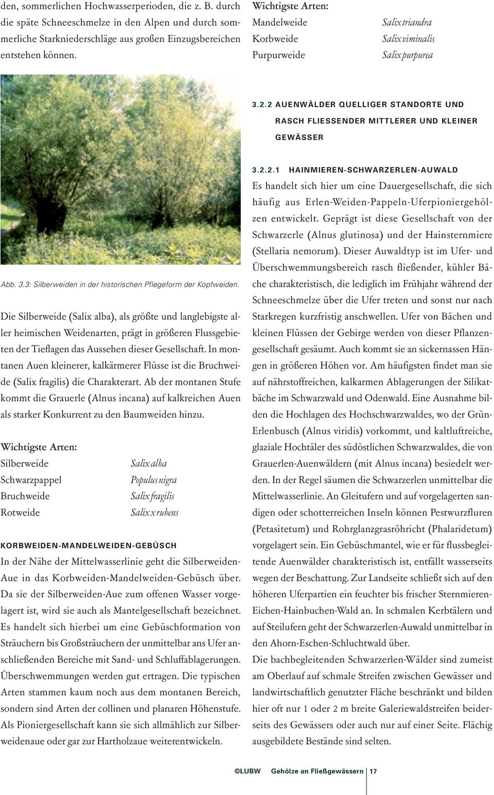 Die Silberweide (Salix alba), als größte und langlebigste aller heimischen Weidenarten, prägt in größeren Flussgebieten der Tieflagen das Aussehen dieser Gesellschaft.