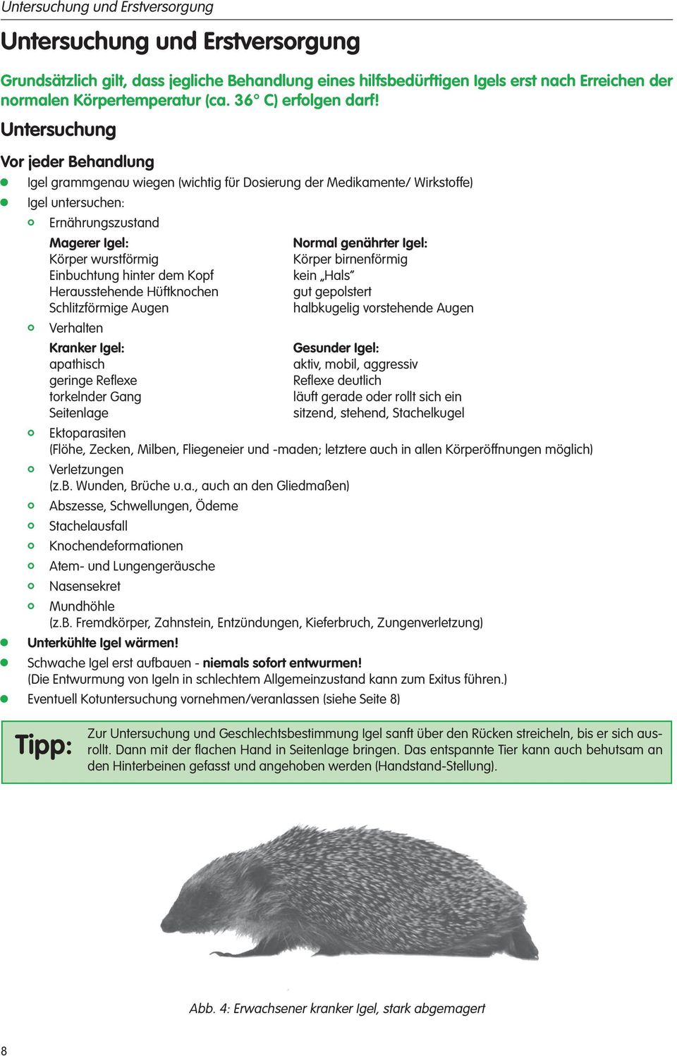 Untersuchung Vor jeder Behandlung Igel grammgenau wiegen (wichtig für Dosierung der Medikamente/ Wirkstoffe) Igel untersuchen: Ernährungszustand Magerer Igel: Normal genährter Igel: Körper