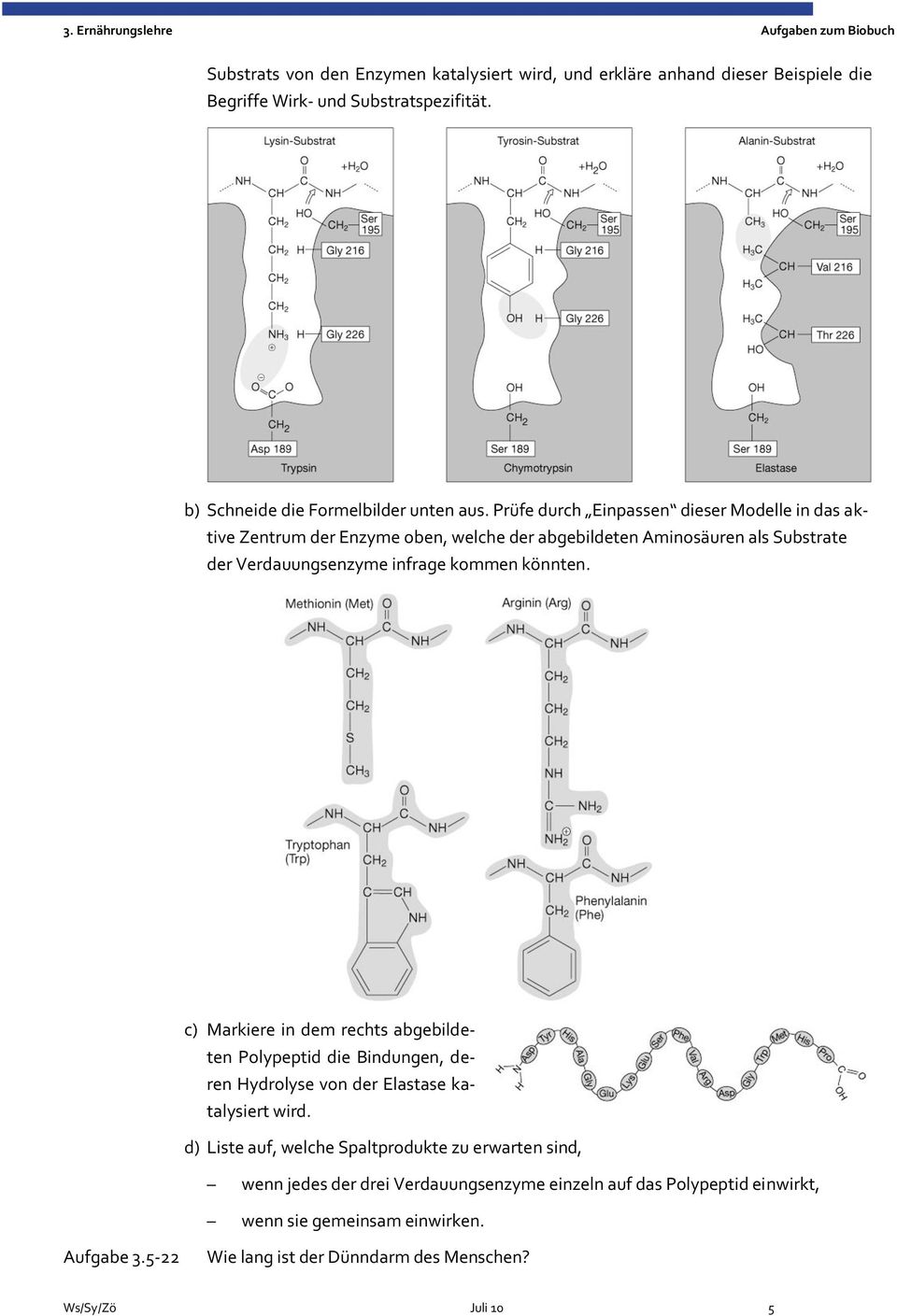 c) Markiere in dem rechts abgebildeten Polypeptid die Bindungen, deren Hydrolyse von der Elastase katalysiert wird.
