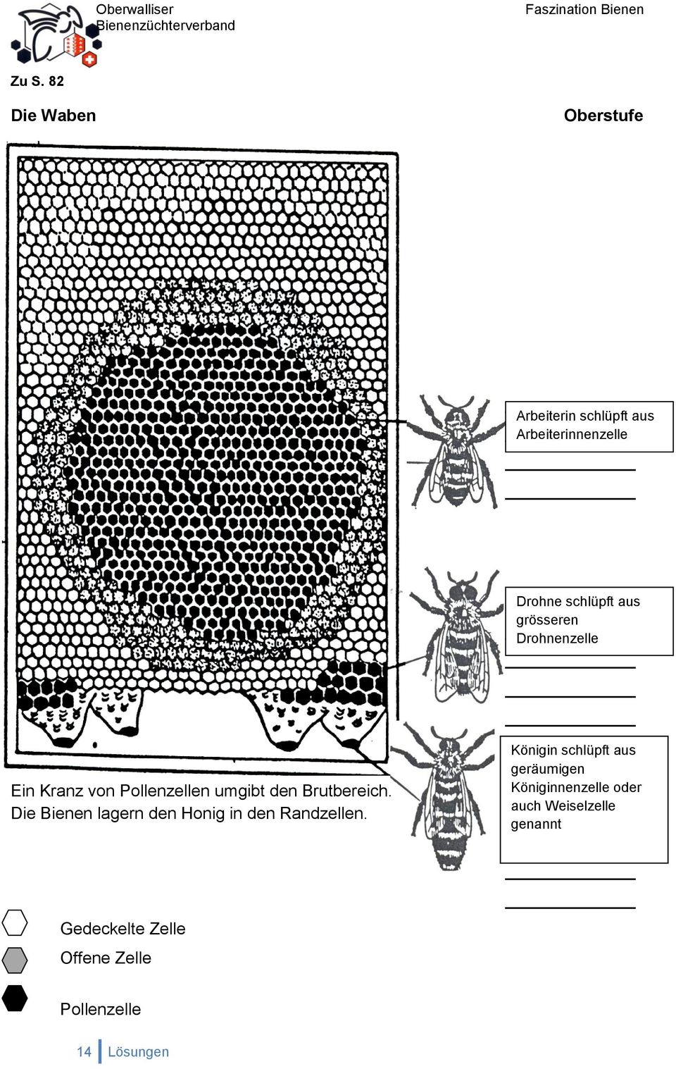 Die Bienen lagern den Honig in den Randzellen.