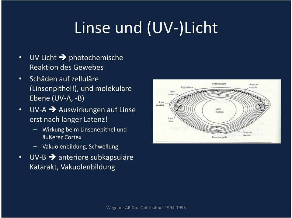 ), und molekulare Ebene (UV-A, -B) UV-A Auswirkungen auf Linse erst nach langer Latenz!