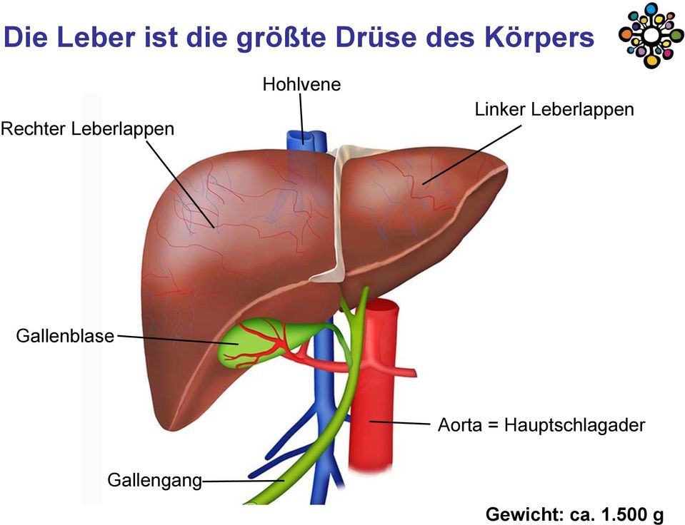 Linker Leberlappen Gallenblase Aorta =