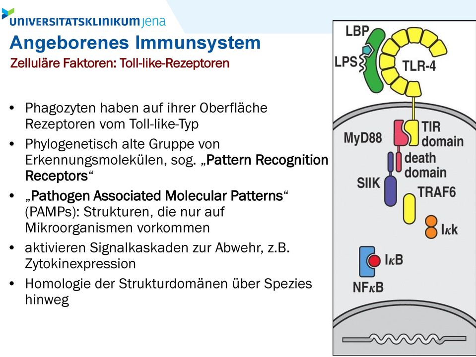 Pattern Recognition Receptors Pathogen Associated Molecular Patterns (PAMPs): Strukturen, die nur auf