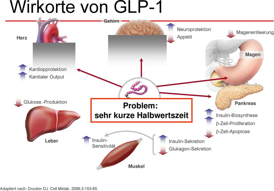 -Produktion Leber GI TraktProblem: sehr kurze Halbwertszeit Insulin- Sensitivität
