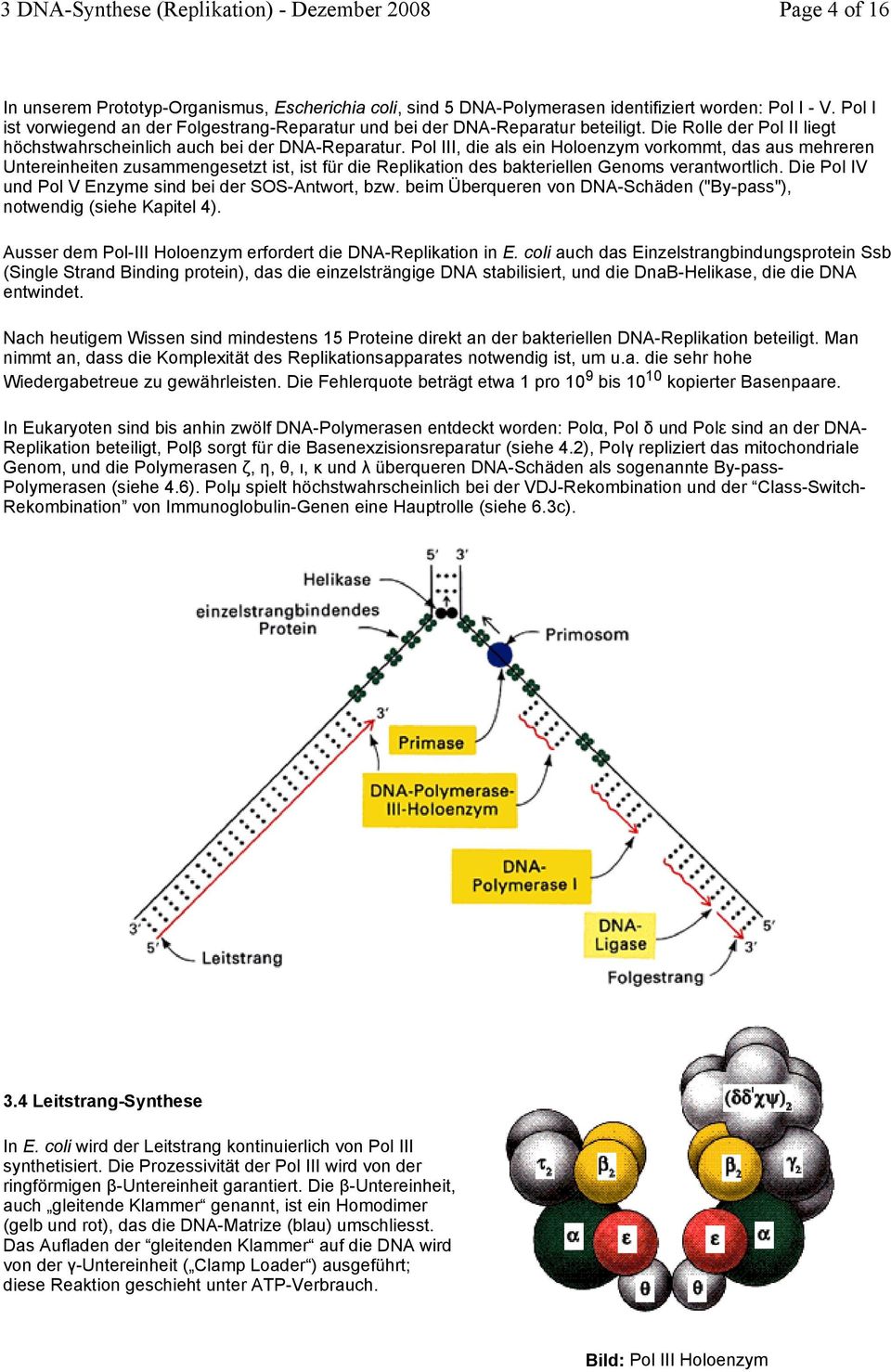 Pol III, die als ein Holoenzym vorkommt, das aus mehreren Untereinheiten zusammengesetzt ist, ist für die Replikation des bakteriellen Genoms verantwortlich.