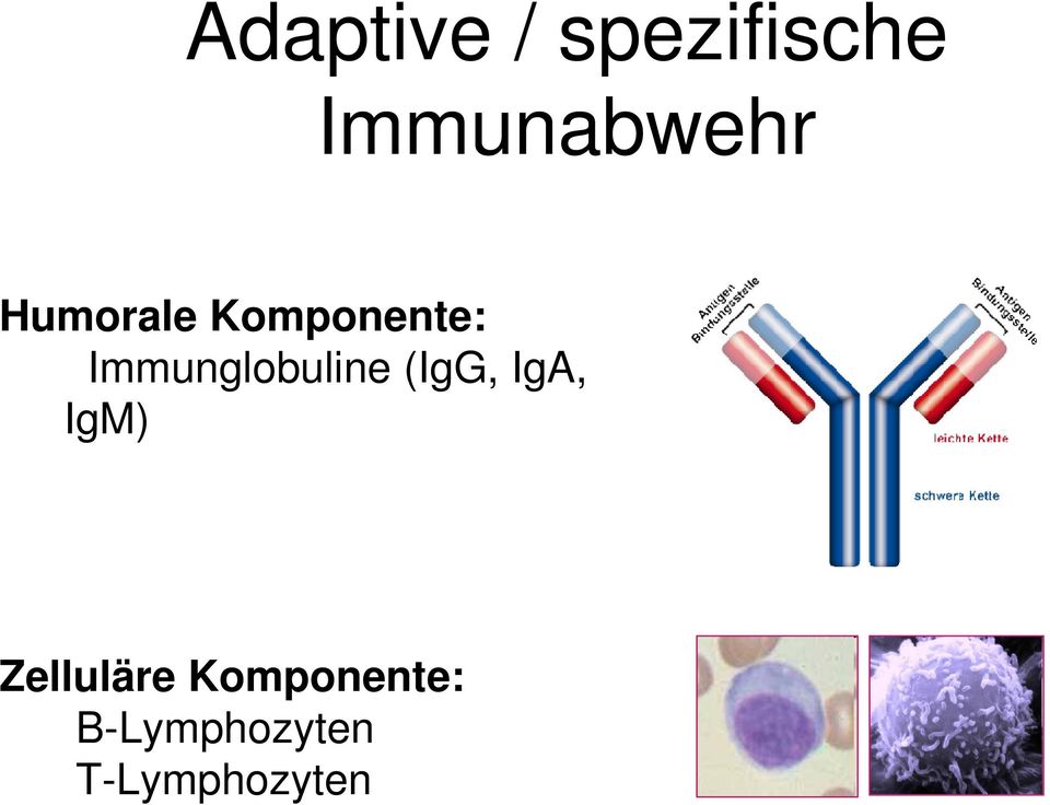 Immunglobuline (IgG, IgA, IgM)