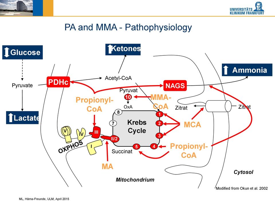 Succinat Krebs Cycle 5 Mitochondrium MMA- CoA 4 1 2 3 NAGS Zitrat