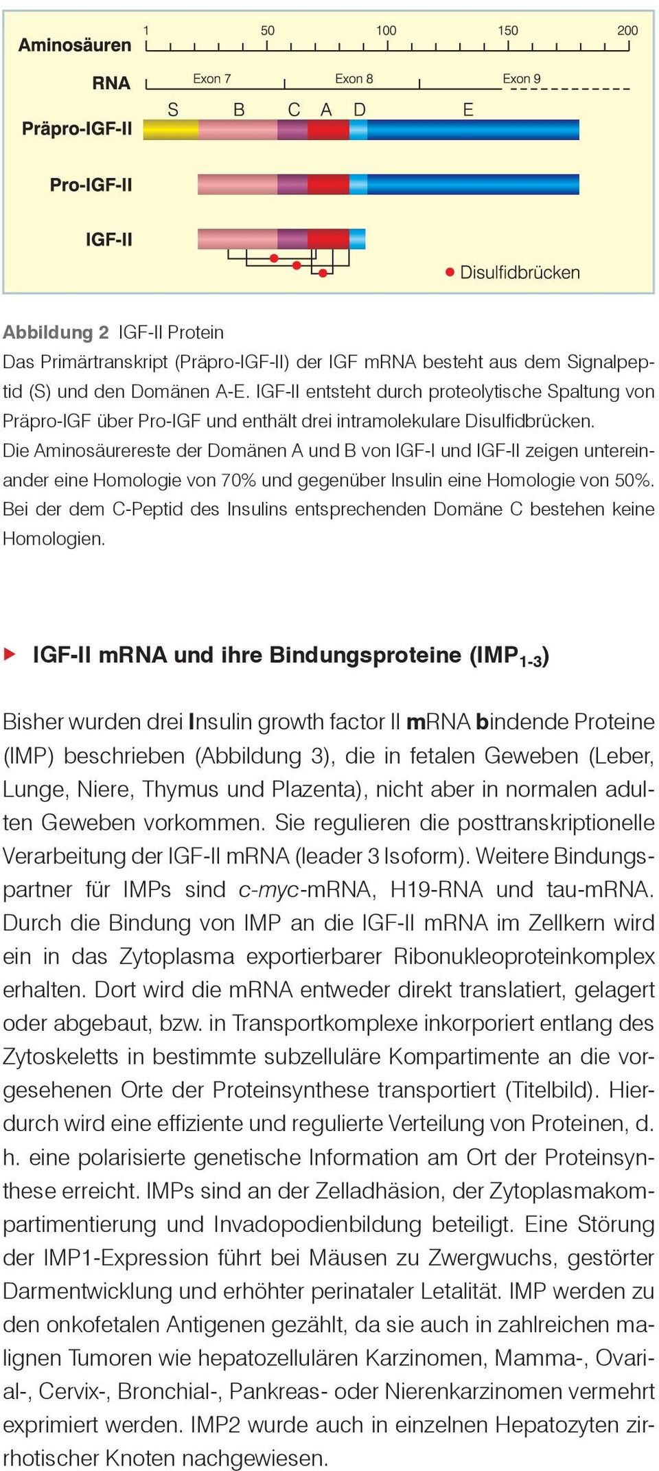 Die Aminosäurereste der Domänen A und B von IGF-I und IGF-II zeigen untereinander eine Homologie von 70% und gegenüber Insulin eine Homologie von 50%.