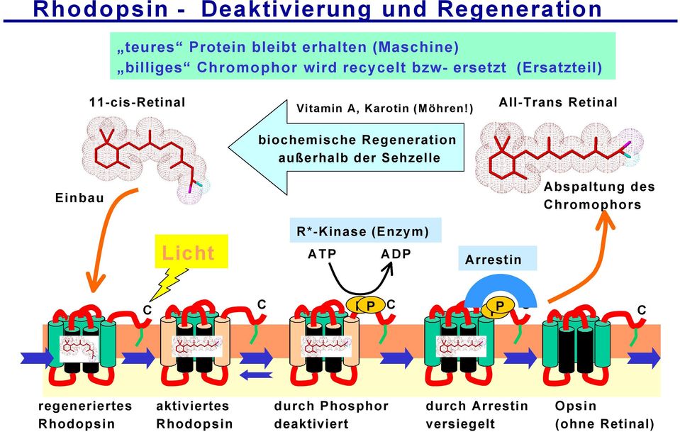 ) biochemische Regeneration außerhalb der Sehzelle All-Trans Retinal Abspaltung des Chromophors Licht R*-Kinase